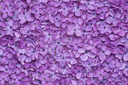 紫色花本底背景图片