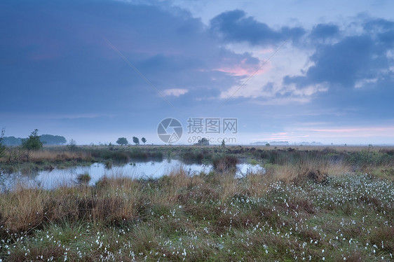 夏天日出在沼泽日落农村季节薄雾天空棉花草蓝色地平线风景植物图片