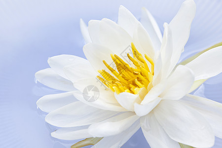 莲花宏观植物睡莲漂浮黄色蓝色植物群百合荷花花朵背景图片