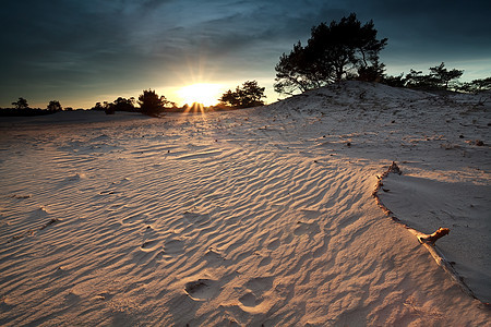 沙丘上的金色阳光太阳星星日落松树针叶风景天空沙漠蓝色爬坡图片