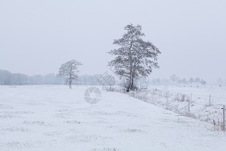 冬季荷兰农田天气白色农村场地草地季节性乡村薄雾季节风景图片
