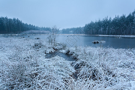 湖边的冬季清晨雪雪雪图片