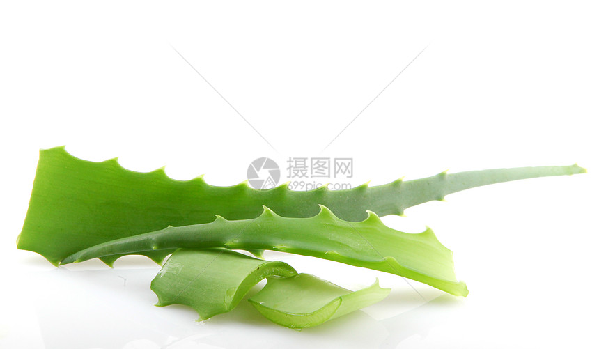 白上隔离的 Aloe vera植物生长果汁治愈沙漠植物学愈合草本植物叶子护理芦荟花图片