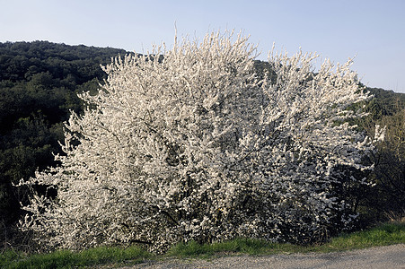 纯白白鲜花蓝色绿色季节花朵紫荆天空环境树木植物李子背景图片