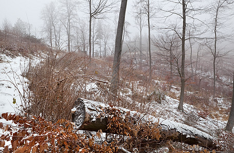 森林中的冬雾日图片