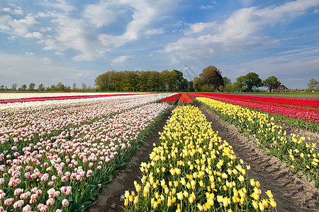 荷兰的色彩多彩的郁金流字段图片