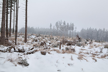 在草原上下雪 在寒密的森林里图片