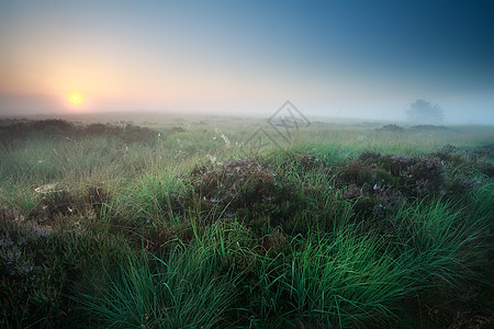 迷雾的夏天日出 在沼泽上与异教徒图片