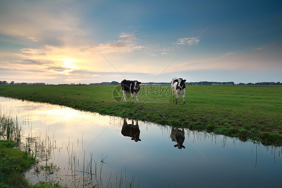 日落时 牛群在河边放牧图片