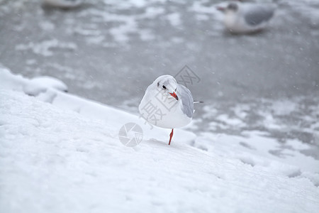 雪暴中雪上白海鸥图片