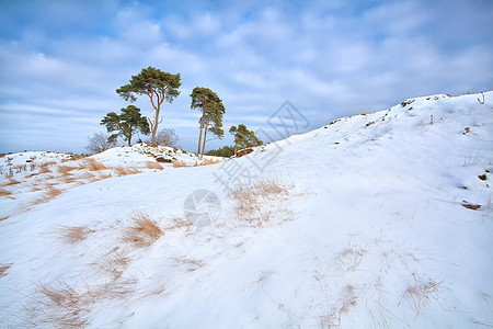 雪山上的松树云杉针叶天空荒野阳光草地晴天蓝色风景季节图片