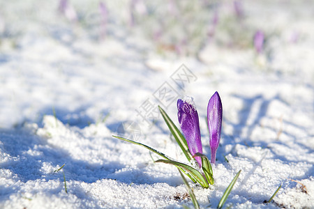 雪上花朵紫色宏观生长季节晴天风景阳光植物群荒野野花图片