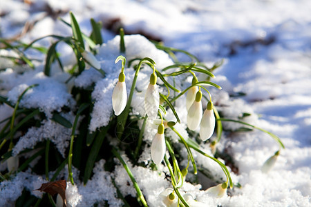 雪上下雪花图片