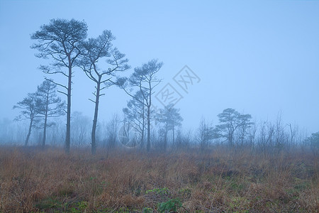 雾中沼泽上的松树图片