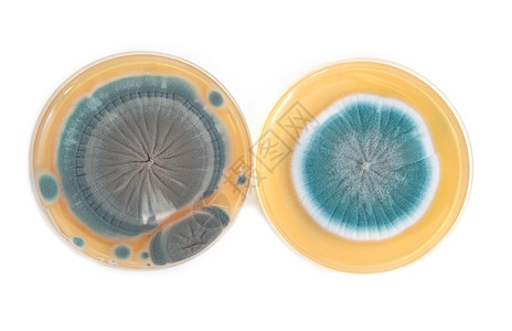 甲板上的真菌生长微生物微生物学科学化验殖民地青霉生物遗传学琼脂图片