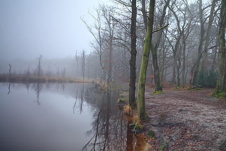 在森林和浓雾中的湖泊图片