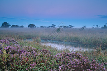 美丽宁静的薄雾在沼泽上日出图片