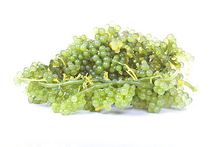 大洋海葡萄海藻海洋绿色沙拉食物美食叶子棕色藻类产品美味图片