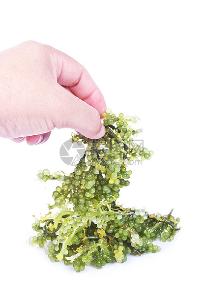 大洋海葡萄海藻棕色美食叶子美味藻类沙拉海洋食物绿色产品图片