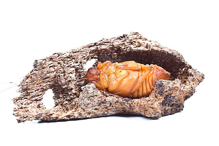 Pupa 椰子犀牛甲虫犀牛工作室甲虫野生动物力量怪物头发宏观喇叭害虫背景图片