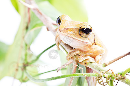 四线树蛙眼睛叶子野生动物国家青蛙动物生态旅游棕色保护公园图片