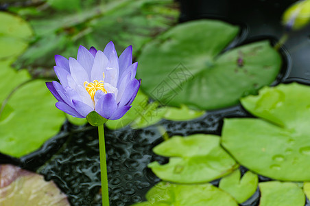 紫莲花花荒野公园百合荷花反射森林池塘紫色植物植物群图片
