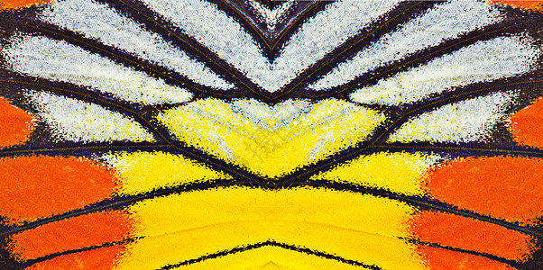蝴蝶翼纹理热带蝴蝶白色动物标本环境蓝色翅膀脆弱性野生动物图片