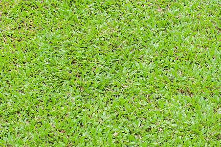 绿草质绿色植物土地正方形季节生态自由刀片植物学环境草地图片