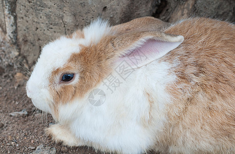 布朗和白兔野生动物猎物兔子食草棉尾野兔哺乳动物棕褐色黑色荒野图片