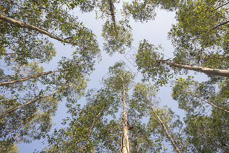 Eucalyptus 树公园乡村场景工厂植物绿色树干叶子工业桉树图片