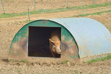 在家小屋里的猪猪图片