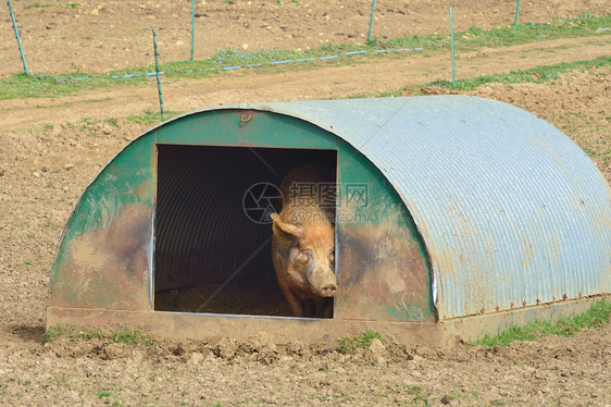 在家小屋里的猪猪图片