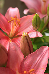 亚洲百合的年轻芽灯泡花粉树叶花瓣发芽粉色绿色图标花园植物背景图片