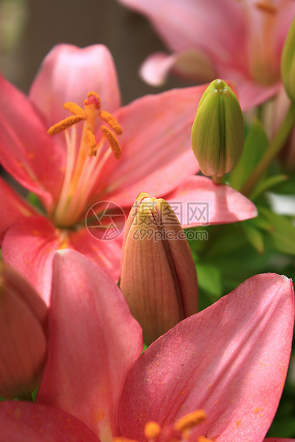 亚洲百合的年轻芽灯泡花粉树叶花瓣发芽粉色绿色图标花园植物图片