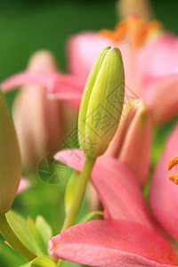 亚洲百合的年轻芽花瓣发芽图标绿色树叶花园粉色灯泡图片