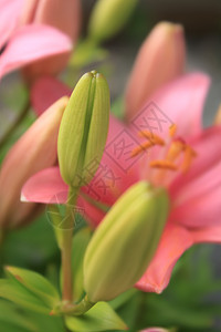 亚洲百合的年轻芽发芽灯泡图标花园粉色树叶绿色花瓣图片