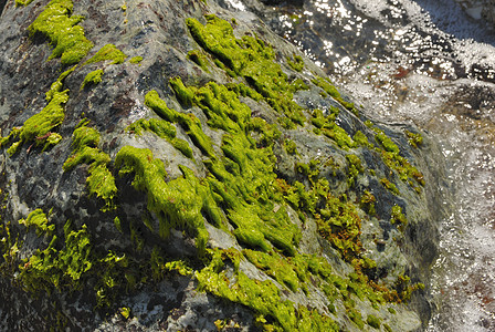 岩石上海藻栖息地海岸苔藓海洋绿色海藻环境图片