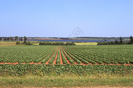 爱德华王子岛省土豆田农作物旅行植物乡村海事天空食物农业场地红色图片