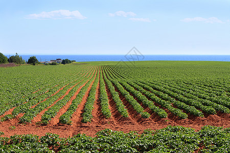 爱德华王子岛省土豆田植物农作物红色农业食物旅行乡村场地天空海事图片