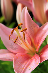 亚洲圆李图标灯泡树叶发芽花园粉色花粉植物绿色花瓣图片