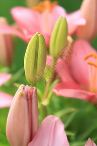 亚洲百合的年轻芽花瓣灯泡绿色发芽花园粉色图标树叶背景图片