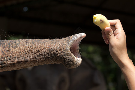 养大象鼻孔好奇心蔬菜树干动物园象鼻香蕉食物饥饿鼻子图片