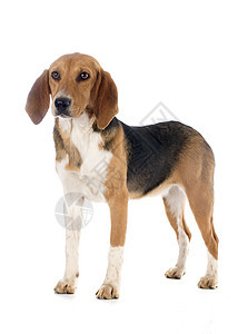 Beagle 搜索器打猎猎犬动物工作室小狗猎狗宠物图片