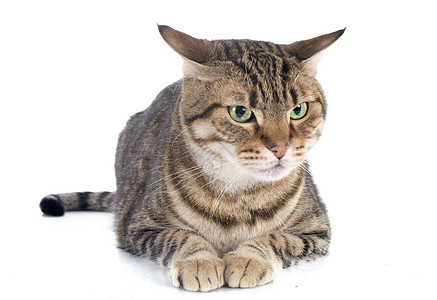 养猫绿色警觉宠物棕色眼睛愤怒大花猫动物工作室图片