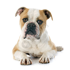 英语斗牛犬女性宠物工作室小狗动物犬类白色英语棕色斗牛犬图片