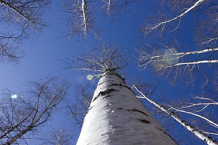 布尔切树树林桦木自然树木场景叶子树叶季节阳光公园图片