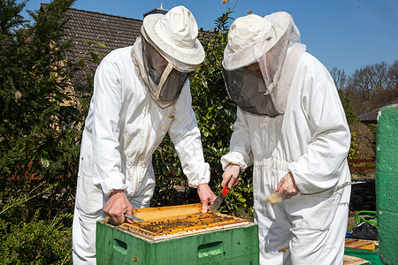两个养蜜蜂的养蜂人殖民地套装农业框架养蜂业蜂蜜男人蜂蜡昆虫生产图片