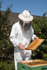 养蜂人照顾蜜蜂殖民地生产昆虫农场蜂巢蜂房养蜂业蜂蜡男性职业蜂窝图片