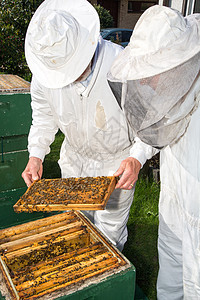 两个养蜜蜂的养蜂人女士蜂房女性昆虫农场套装蜂巢生产传粉者养蜂业图片