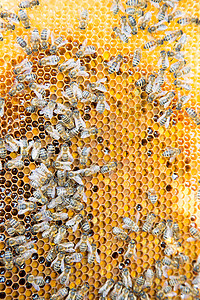 黑蜂蜂蜜蜂巢中蜂巢上的蜜蜂养蜂人女王蜂养蜂业药品蜂蜡蜂蜜蜂房花粉六边形昆虫背景